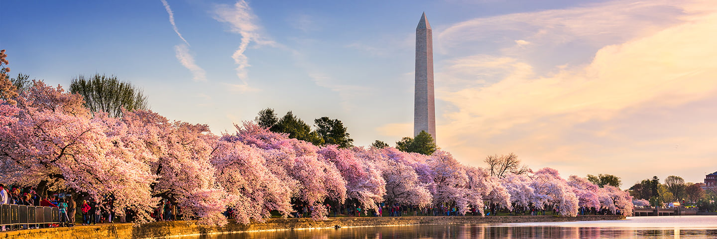 Cherry Blossoms in Washington D.C.