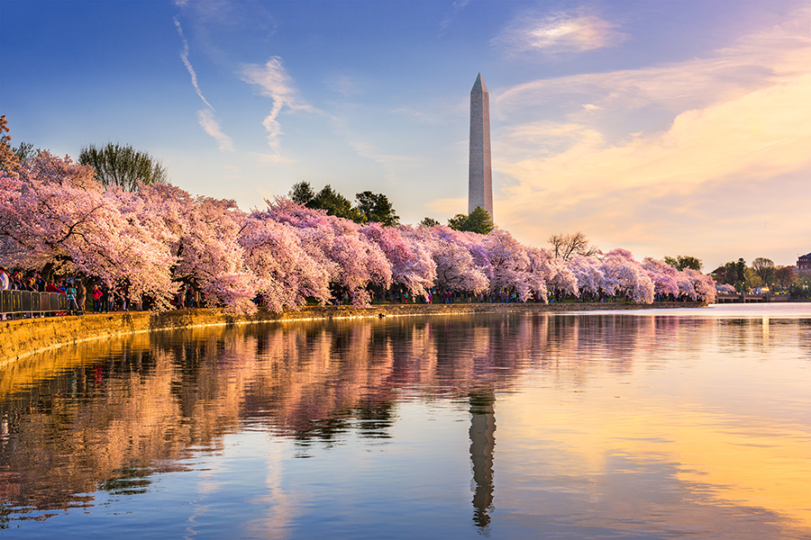 Cherry Blossoms in Washington D.C.